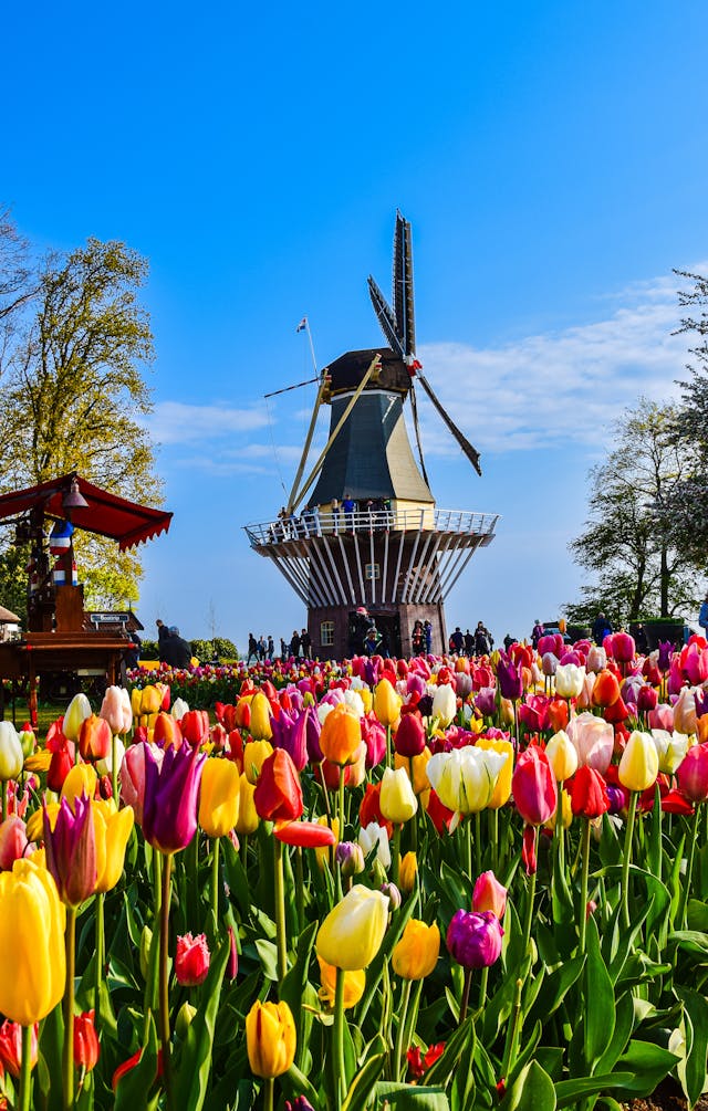 Culture In The Netherlands